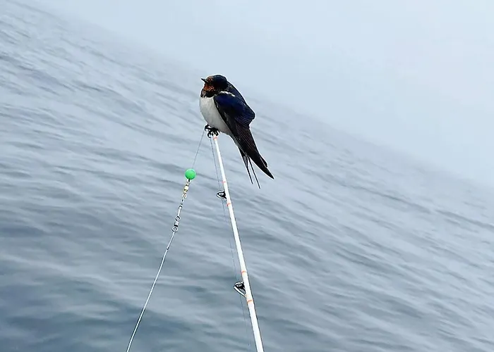 בית נופש 8 Person In Skudeneshavn-by Traum Skudeneshavn